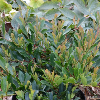 Distylium 'PIIDIST II' BLUE CASCADE®