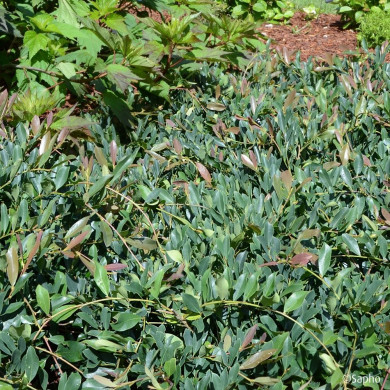 Distylium 'PIIDIST II' BLUE CASCADE®