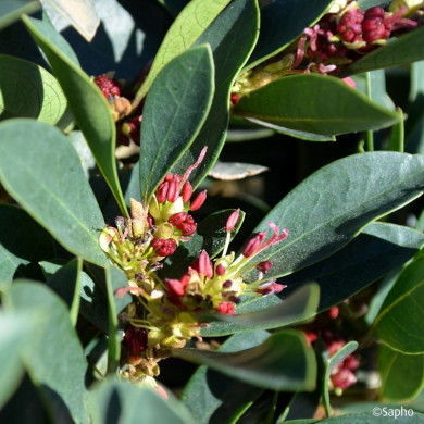 Distylium 'PIIDIST II' BLUE CASCADE®