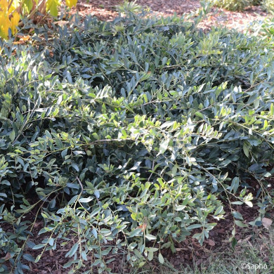 Distylium 'PIIDIST II' BLUE CASCADE®