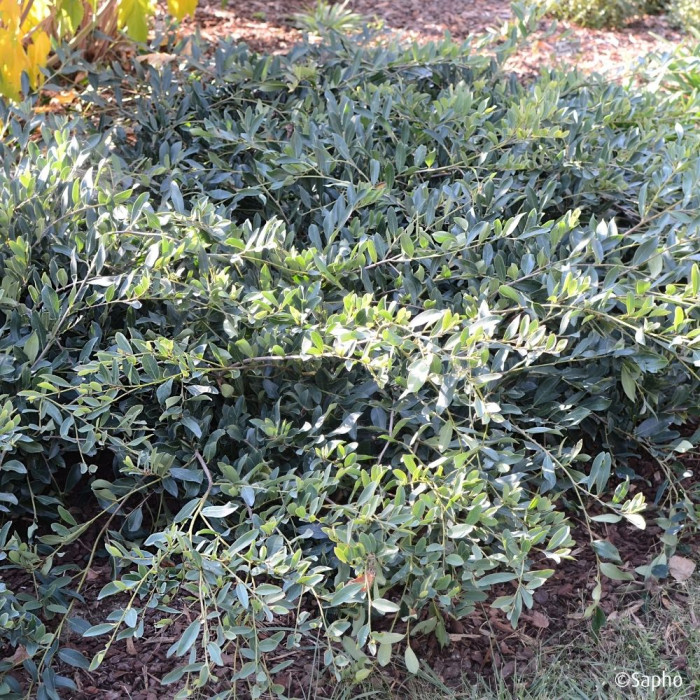 Distylium 'PIIDIST II' BLUE CASCADE®