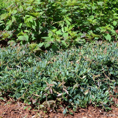 Distylium 'PIIDIST II' BLUE CASCADE®