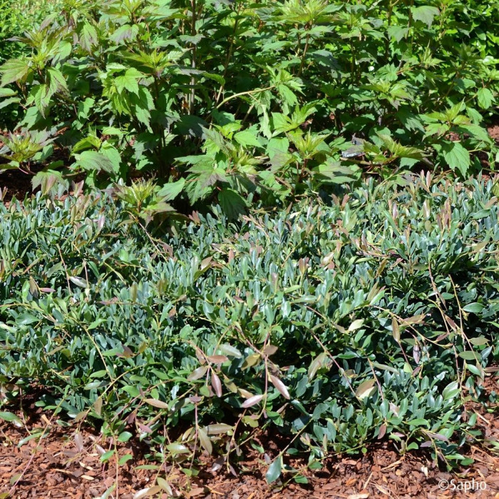 Distylium 'PIIDIST II' BLUE CASCADE®