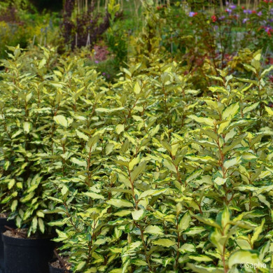 Elaeagnus X ebbingei Maryline® Abrela Cov