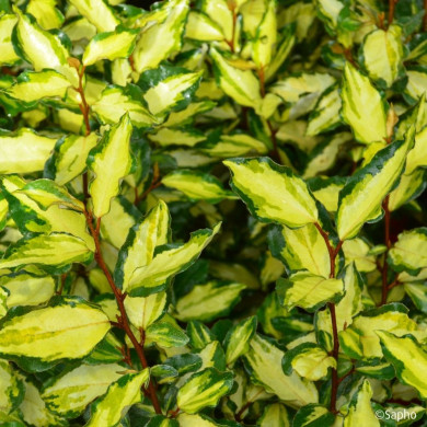 Elaeagnus X ebbingei Maryline® Abrela Cov