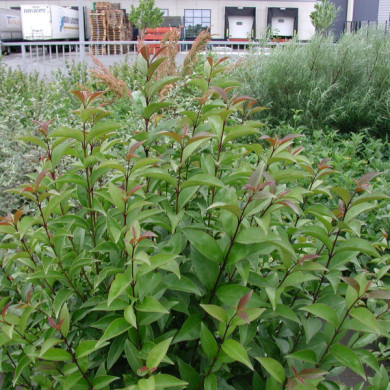 Ligustrum lucidum