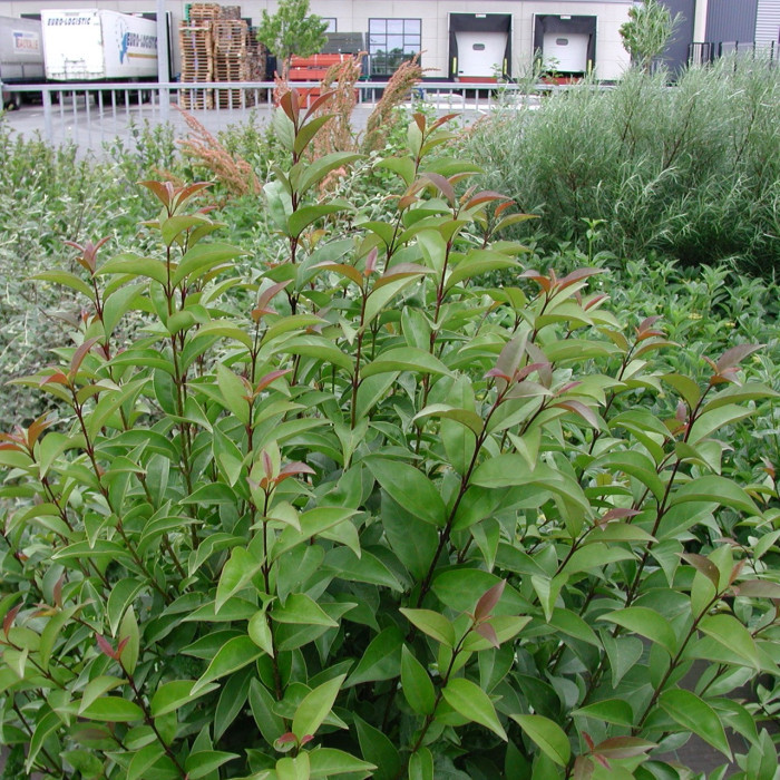 Ligustrum lucidum