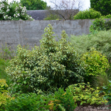 Elaeagnus X ebbingei Maryline® Abrela Cov