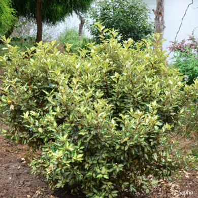 Elaeagnus X ebbingei Maryline® Abrela Cov