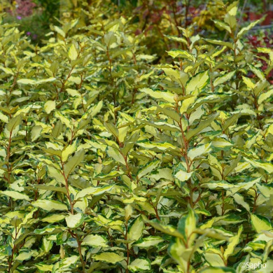 Elaeagnus X ebbingei Maryline® Abrela Cov