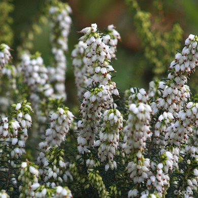 Erica x darleyensis 'Katia'