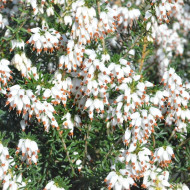 Erica x darleyensis 'Katia'