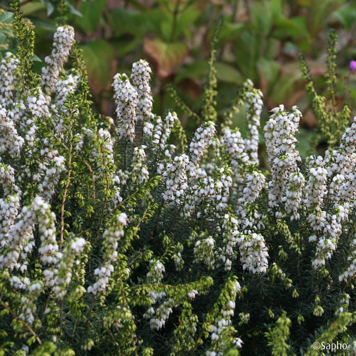 Erica x darleyensis 'Katia'