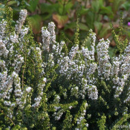 Erica x darleyensis 'Katia'