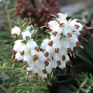 Erica x darleyensis 'Katia'