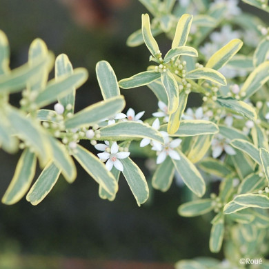 Eriostemon myoporoides 'Panroue' GOLD TOUCH®