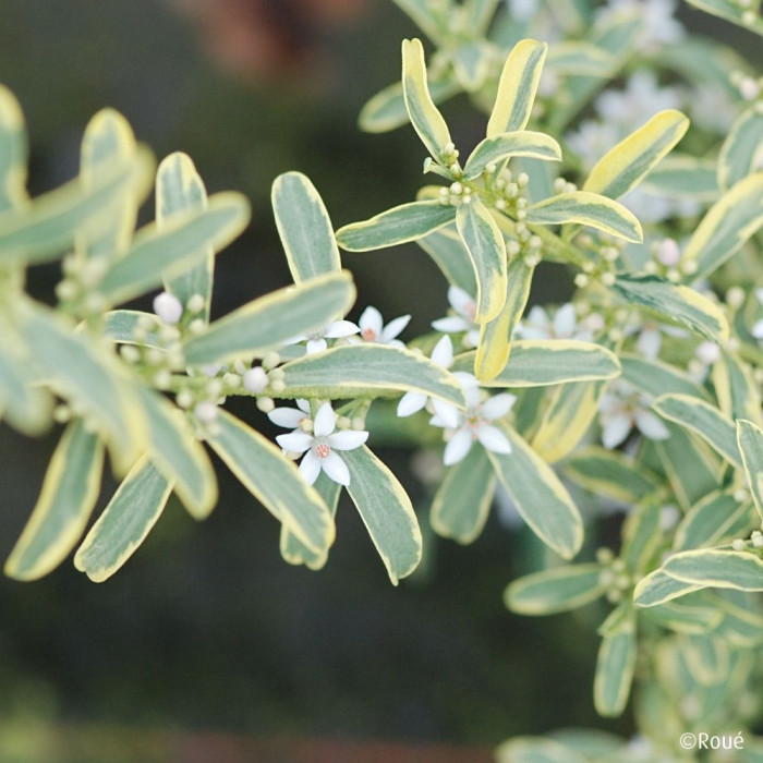 Eriostemon myoporoides 'Panroue' GOLD TOUCH®
