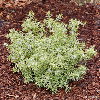 Eriostemon myoporoides 'Panroue' GOLD TOUCH®