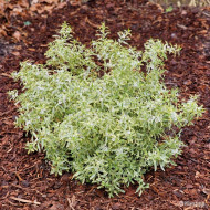 Eriostemon myoporoides 'Panroue' GOLD TOUCH®