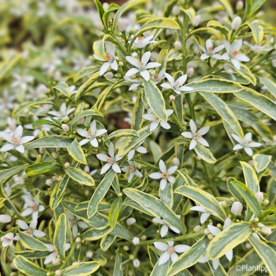 Eriostemon myoporoides 'Panroue' GOLD TOUCH®