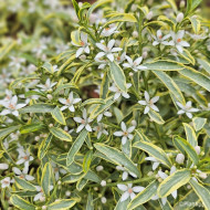 Eriostemon myoporoides 'Panroue' GOLD TOUCH®