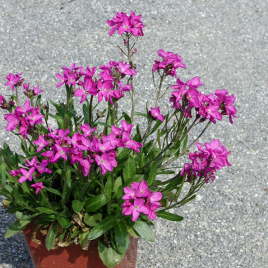 Arabis blepharophylla