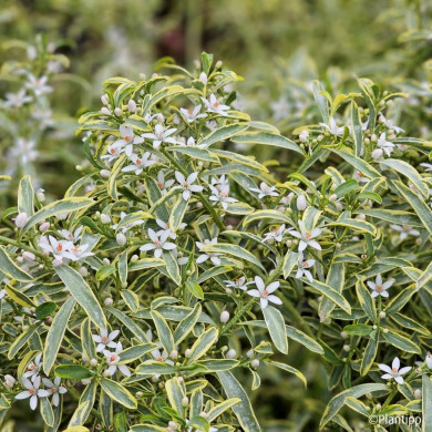 Eriostemon myoporoides 'Panroue' GOLD TOUCH®