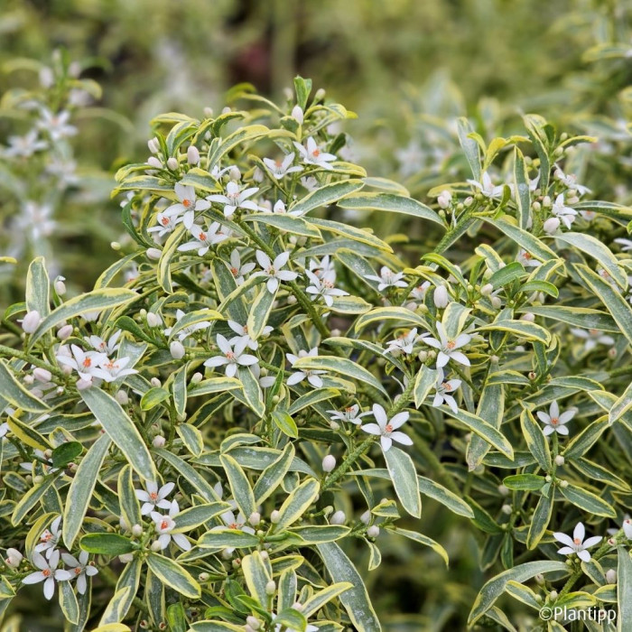 Eriostemon myoporoides 'Panroue' GOLD TOUCH®
