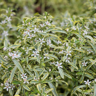 Eriostemon myoporoides 'Panroue' GOLD TOUCH®