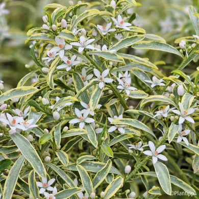 Eriostemon myoporoides 'Panroue' GOLD TOUCH®