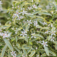 Eriostemon myoporoides 'Panroue' GOLD TOUCH®