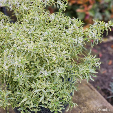 Eriostemon myoporoides 'Panroue' GOLD TOUCH®