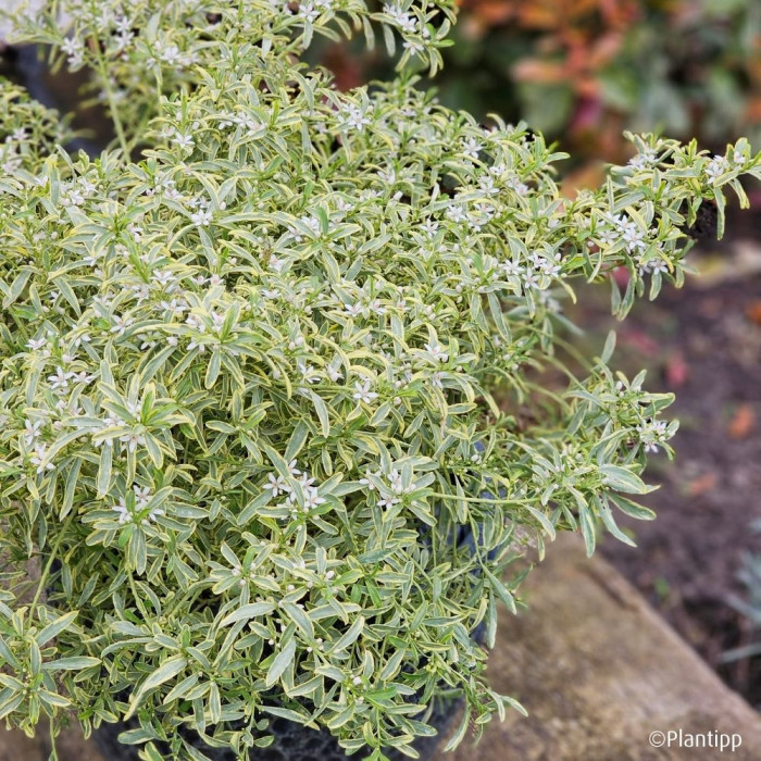 Eriostemon myoporoides 'Panroue' GOLD TOUCH®