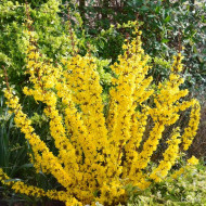 Forsythia Mikador® 'minfor 6'