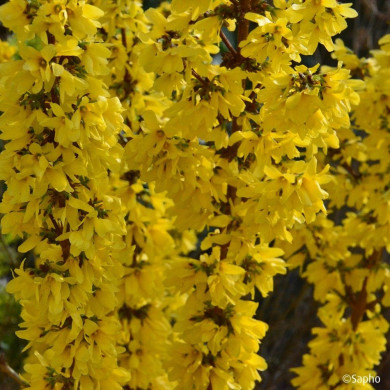Forsythia Mikador® 'minfor 6'