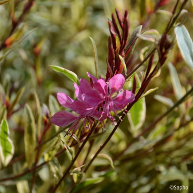 Gaura lindheimeri 'Bargau' PINK PANACHE