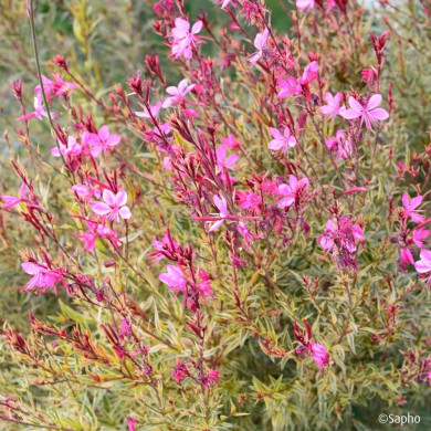 Gaura lindheimeri 'Bargau' PINK PANACHE