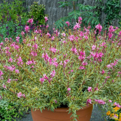 Gaura lindheimeri 'Bargau' PINK PANACHE