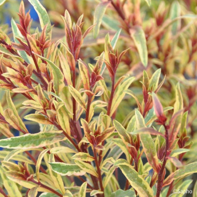 Gaura lindheimeri 'Bargau' PINK PANACHE