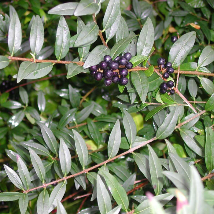 Ligustrum vulgare 'Atrovirens'