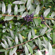 Ligustrum vulgare 'Atrovirens'