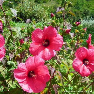 Hibiscus Moscheutos Planet® Griotte Tangri