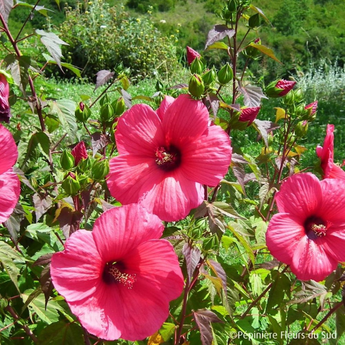 Hibiscus Moscheutos Planet® Griotte Tangri