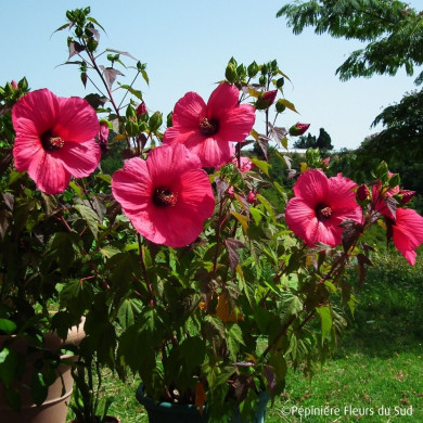 Hibiscus Moscheutos Planet® Griotte Tangri