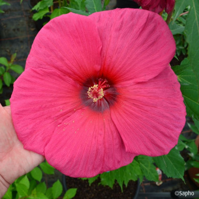 Hibiscus Moscheutos Planet® Griotte Tangri