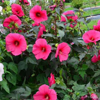Hibiscus Moscheutos Planet® Griotte Tangri