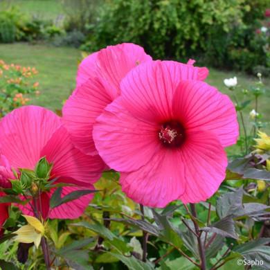 Hibiscus Moscheutos Planet® Griotte Tangri