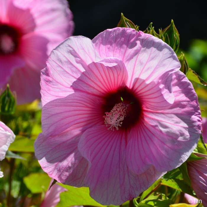 Hibiscus moscheutos Planet® Solène Tansol