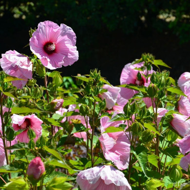 Hibiscus moscheutos Planet® Solène Tansol