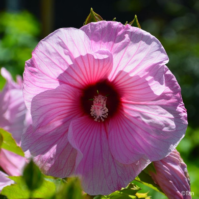 Hibiscus moscheutos Planet® Solène Tansol
